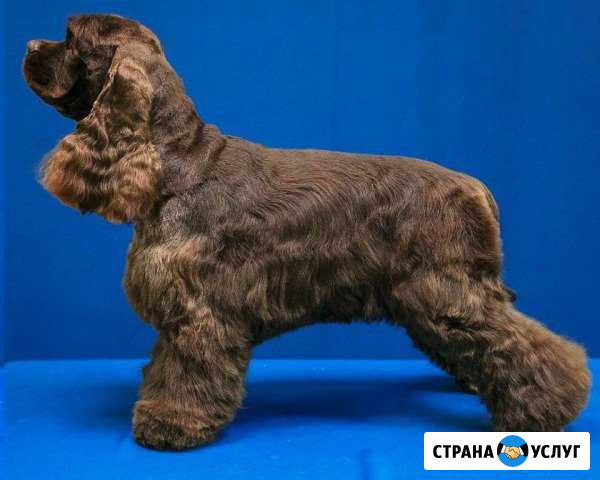 Профессиональный груминг Орёл - изображение 1