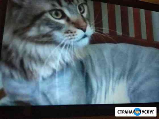 Стрижка кошек Москва