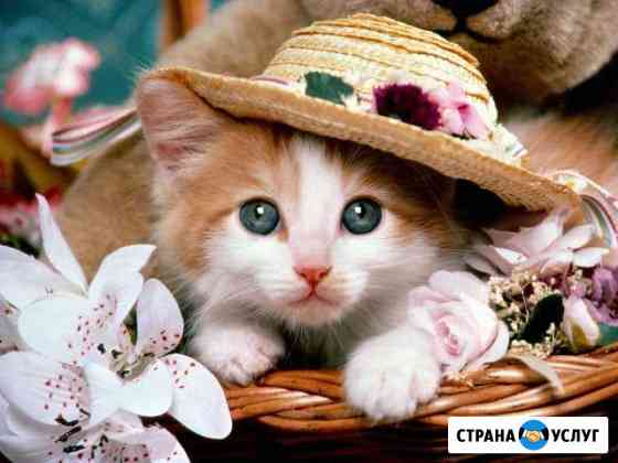 Передержка кошек и собак Красноярск