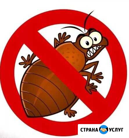 Уничтожение насекомых Ростов - изображение 1