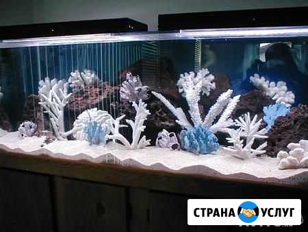 Чистка, оформление, обслуживание аквариумов Брянск - изображение 1