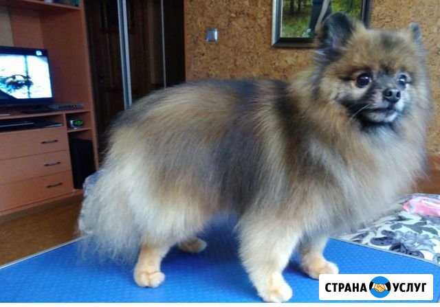 Стрижка собак и кошек Ижевск - изображение 1
