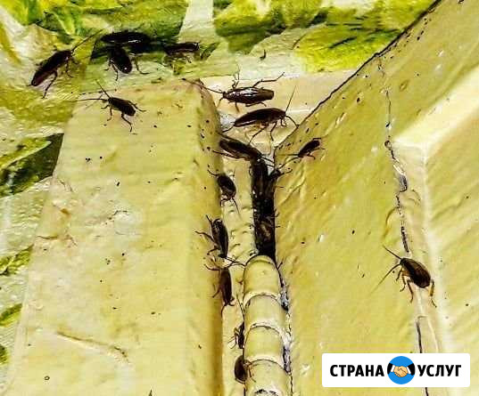 Уничтожение клопов, уничтожение тараканов Королев - изображение 1
