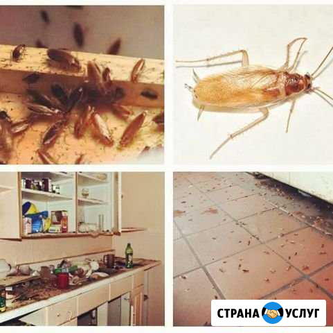 Уничтожение тараканов, уничтожение клопов Балашиха - изображение 1