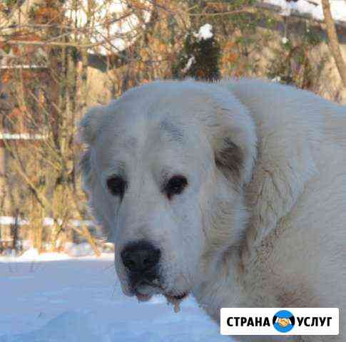 Кобель среднеазиатской овчарки (алабая) Москва