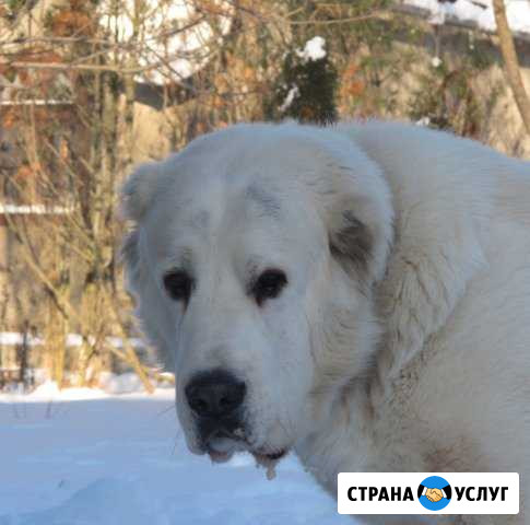 Кобель среднеазиатской овчарки (алабая) Москва - изображение 1