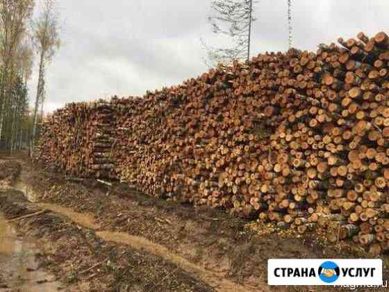 Помощь в реализации хвойного баланса Братск