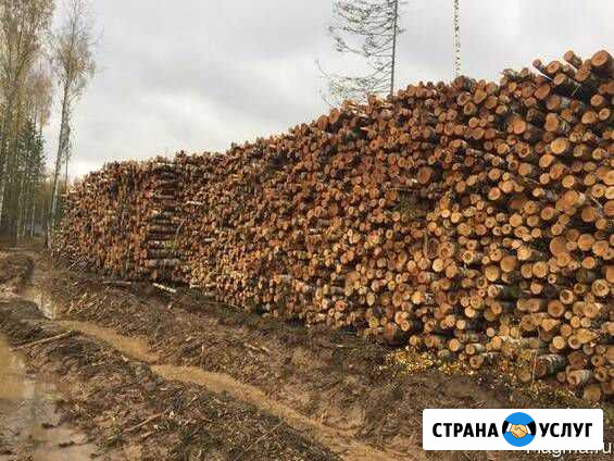 Помощь в реализации хвойного баланса Братск - изображение 1