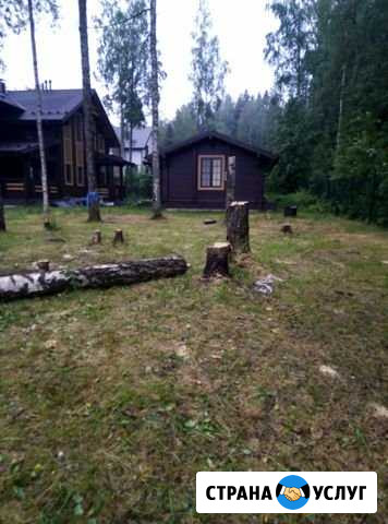 Спилить дерево, Удаление пней,профессионально Санкт-Петербург - изображение 1
