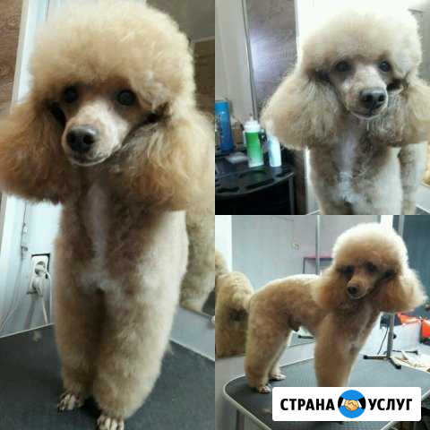 Стрижка собак и кошек Ростов-на-Дону - изображение 1