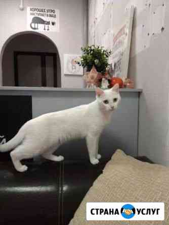 Коте-леди на вязку Нижний Новгород