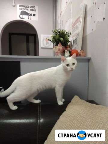 Коте-леди на вязку Нижний Новгород - изображение 1