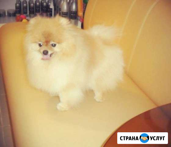 Стрижки кошек и собак Ейск - изображение 1