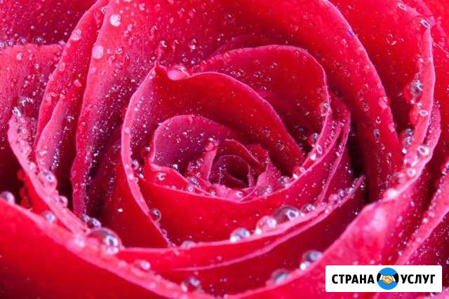 Цветы Новокуйбышевск - изображение 1
