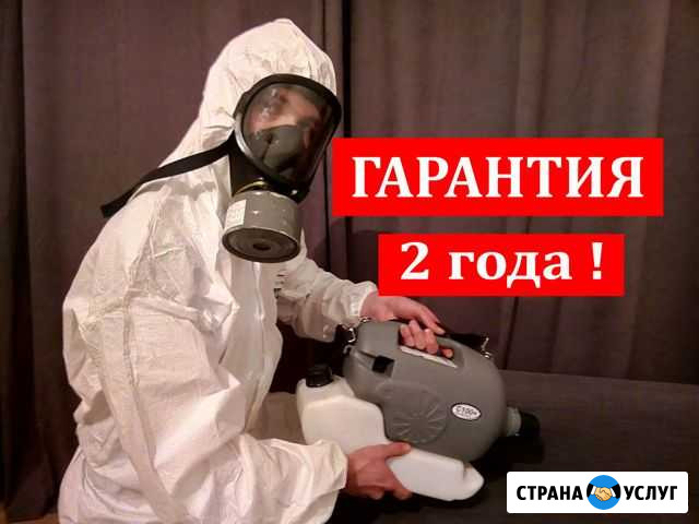 Уничтожение Клопов. Травля Тараканов Кронштадт - изображение 1