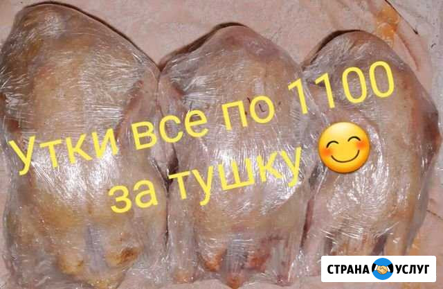 Мясо Утки(Муларды) Саранск - изображение 1