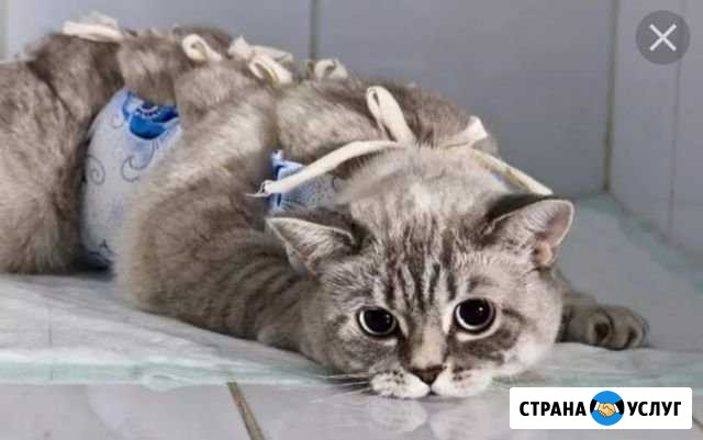 Ветеринарный врач. Вызов на дом Ижевск - изображение 1