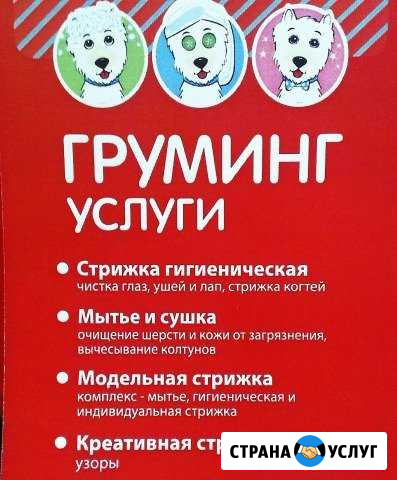 Grooming Груминг стрижка мини пород собак Железногорск - изображение 1