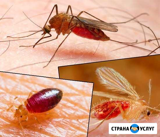 Уничтожение От Всех Паразитов Безенчук - изображение 1