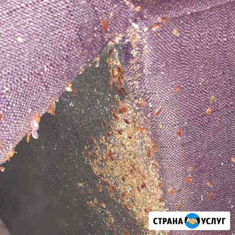 Уничтожение тараканов, уничтожение клопов Мытищи