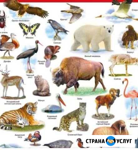 Перевозка животных Гатчина - изображение 1