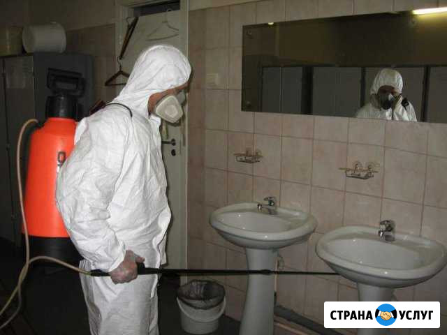 Дезинфекция насекомых, грызунов, плесени, запаха Аша - изображение 1