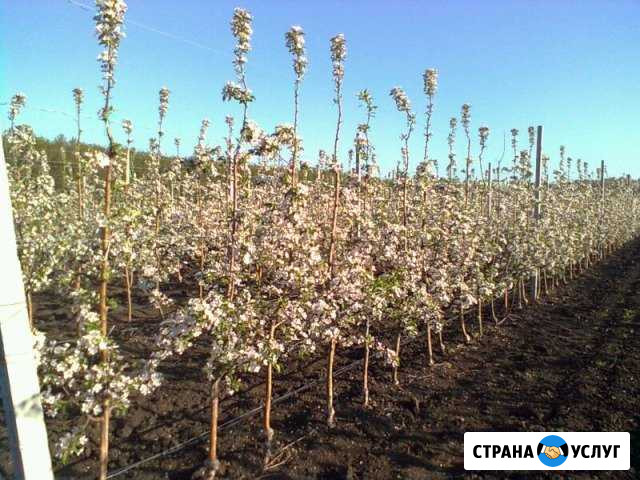 Обрезка деревьев Успенское - изображение 1