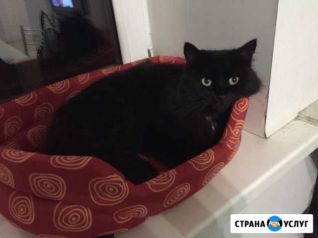 Стерилизация,кастрация.Вызов ветврача Нижний Новгород - изображение 1