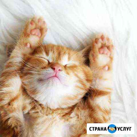 Передержка кошек Краснодар