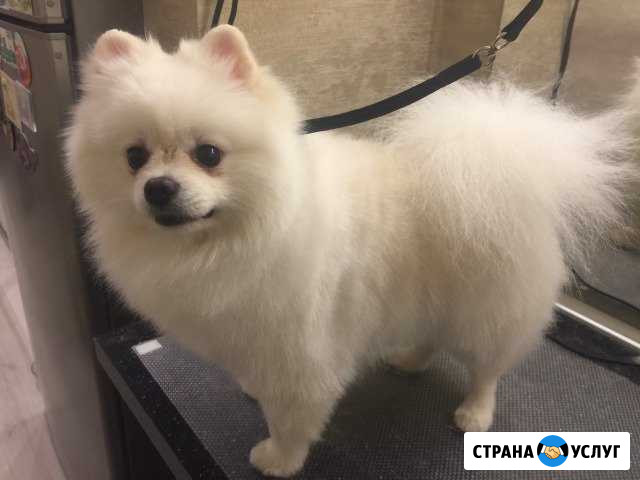 Стрижка собак и кошек Ростов-на-Дону - изображение 1