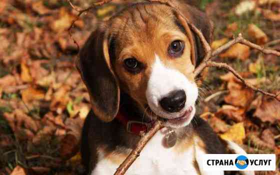 Передержка собак Иркутск