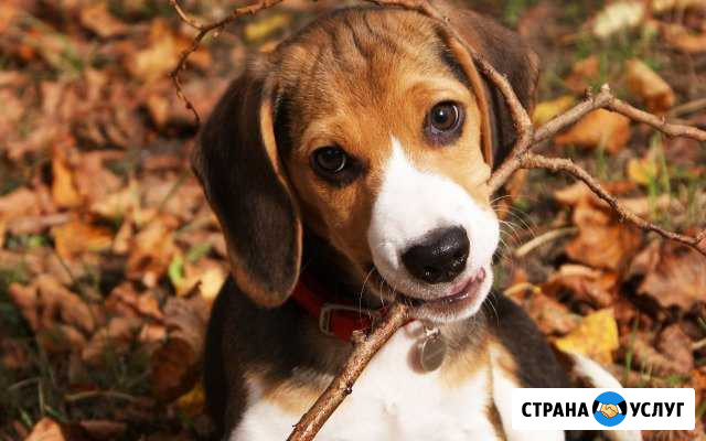 Передержка собак Иркутск - изображение 1