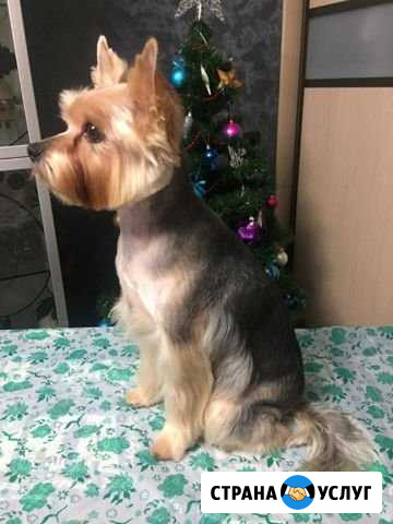 Услуги грумера на дому Пермь - изображение 1