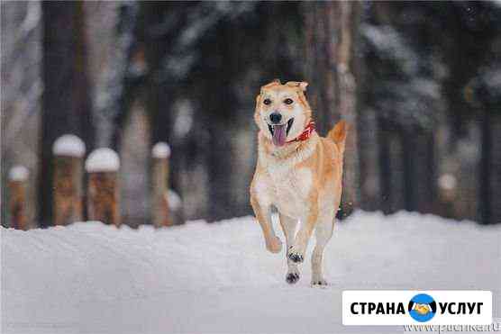 Выгул Собак Бузулук