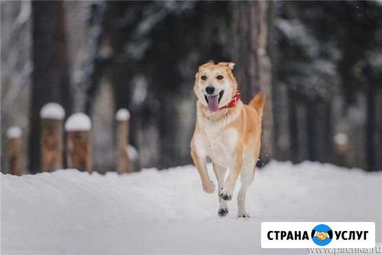 Выгул Собак Бузулук - изображение 1