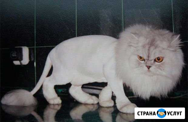 Стрижка кошек и собак Стерлитамак - изображение 1