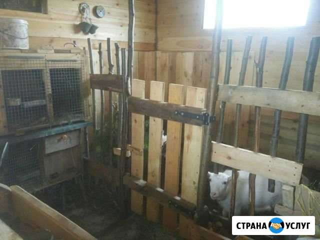 Постой лошадей Кстово - изображение 1