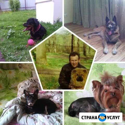 Домашняя зооняня для собак, кошек Мосрентген - изображение 1