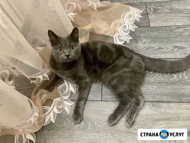 Кот на вязку Оренбург - изображение 1