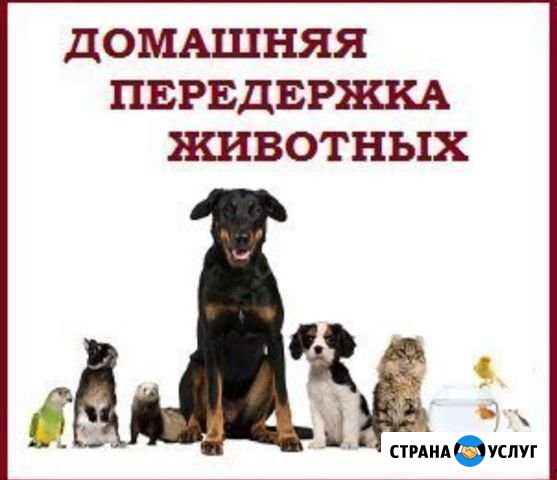 Передержка животных Нальчик - изображение 1