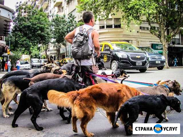 Выгул домашних питомцев Серпухов - изображение 1