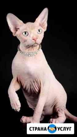 Канадец на вязку Нижний Новгород