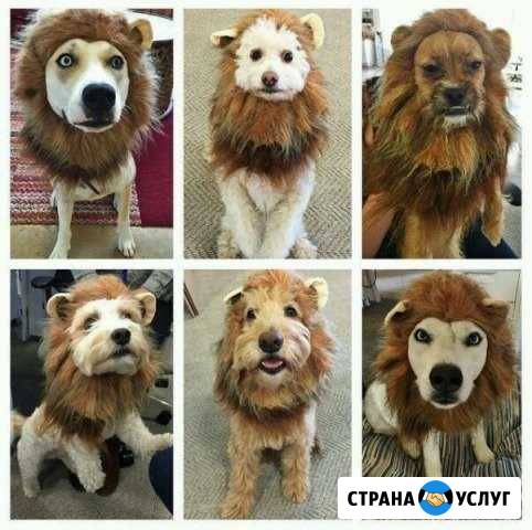 Стрижки собак и кошек Кинешма - изображение 1