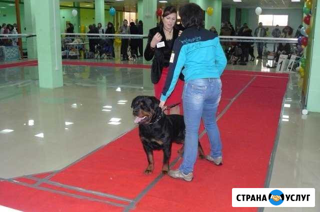 Ротвейлер для вязки Белгород - изображение 1