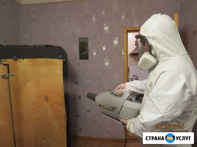 Уничтожение тараканов, клопов Хабаровск+пригород Хабаровск - изображение 1