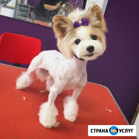 Стрижка собак Гатчина - изображение 1