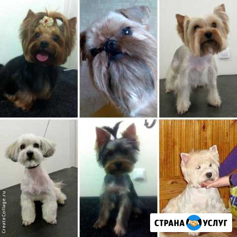 Стрижки собак и кошек (район Кудрово) Кудрово - изображение 1
