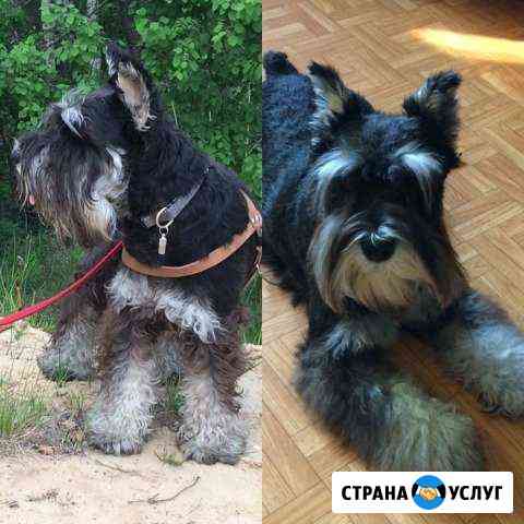 Передержка собак / Выгул собак / Няня для собаки Нижний Новгород