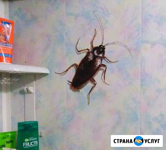 Рисунки на заказ Ногинск - изображение 1
