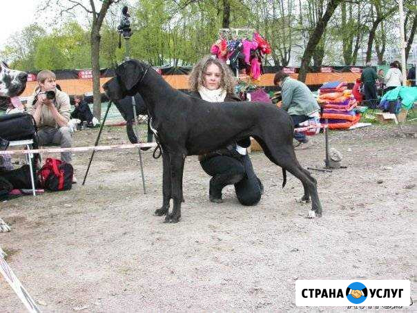 Профессиональный хендлер кинолог Санкт-Петербург - изображение 1